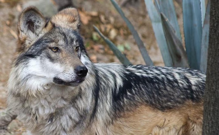 Trump busca quitar protección al lobo mexicano y desata críticas