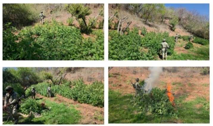 Destruyen más de 300 metros de plantíos de marihuana en Badiraguato