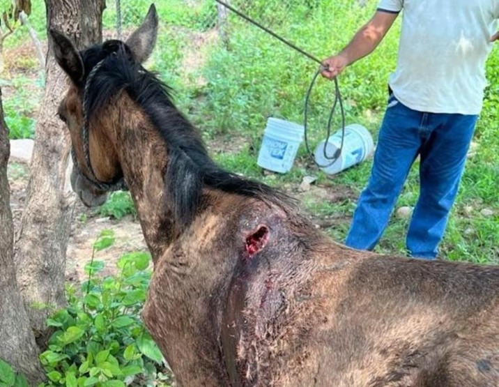 Llaman a reforzar vigilancia en caballos ante riesgo de Gusano Barrenador en Sinaloa