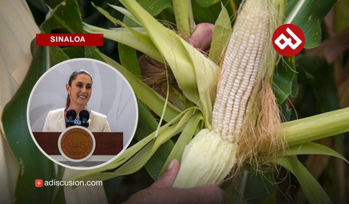 Sheinbaum anuncia esquema para garantizar precio justo al maíz sinaloense