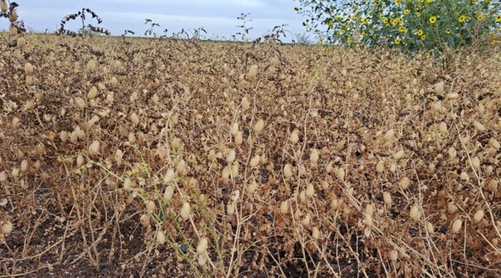  Gobierno de Sinaloa gestiona apertura del mercado de garbanzo en Argelia