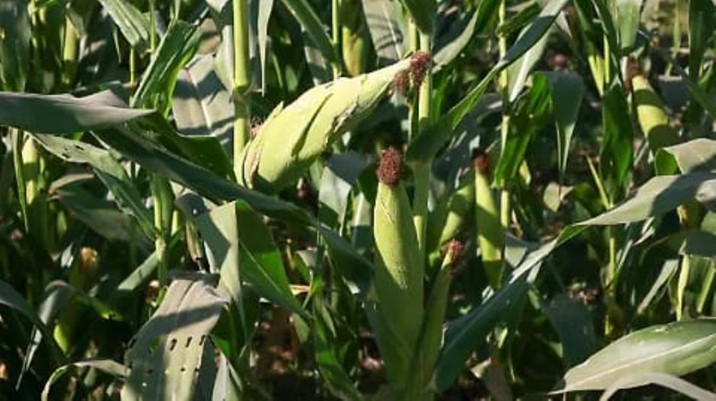 Esperan reactivación económica en Navolato con pago de apoyos a maiceros
