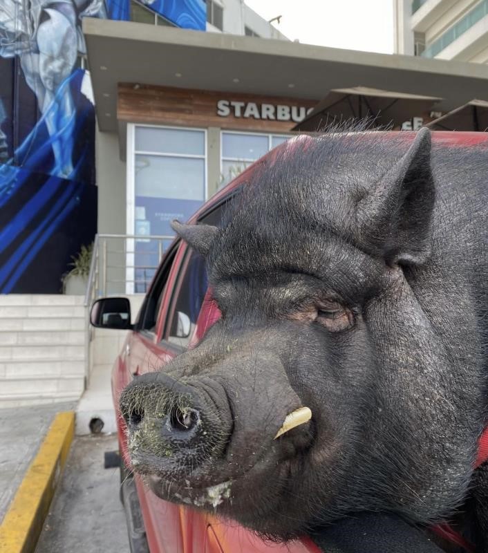!De no creerse! Captan a turista paseando a un ’cerdo’ en pleno malecón de Mazatlán
