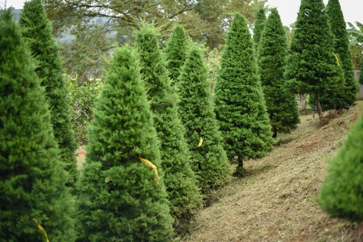 Ayuntamiento de Culiacán habilita centros de acopio para arbolitos navideños