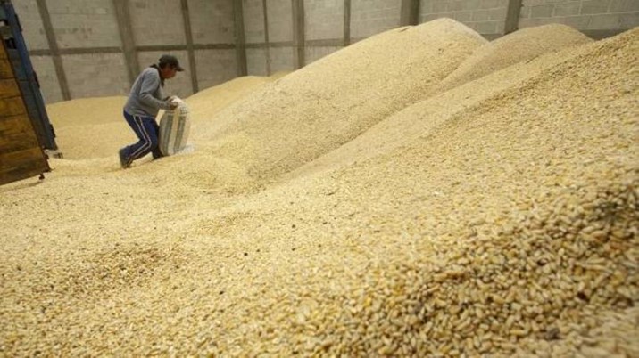 Garantizan que productores de maíz no caerán en cartera vencida ante FIRA; ya se acordó prórroga 