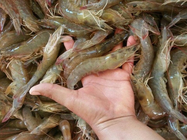 Por escasez de reproductores de camarón, arranque de temporada de pesca en el sur es complicado