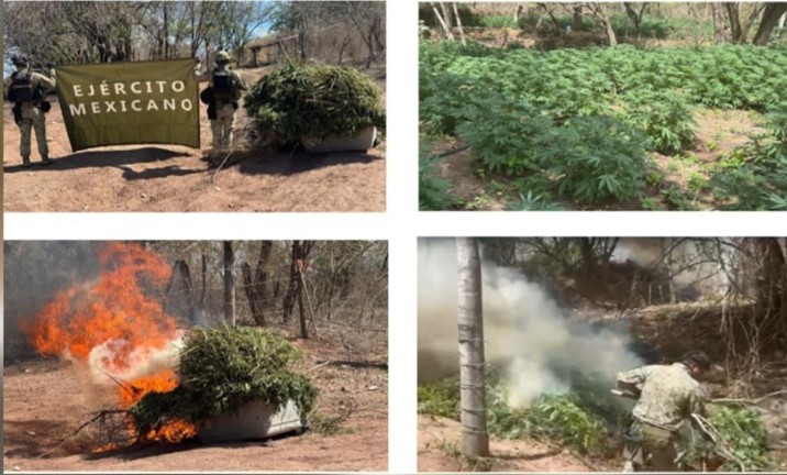 Localizan y destruyen tres plantíos de marihuana en Cosalá