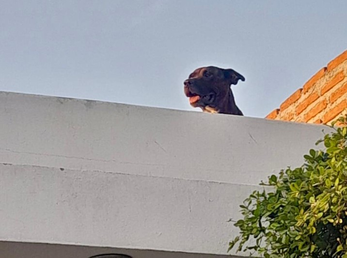 Rescatan PC Municipal y GEPA a un perro pitbull del techo de una casa en Valle Alto