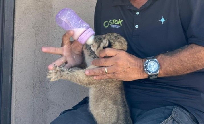 Nace cachorra en Ostok Mazatlán; es hija de pareja de leones rescatados