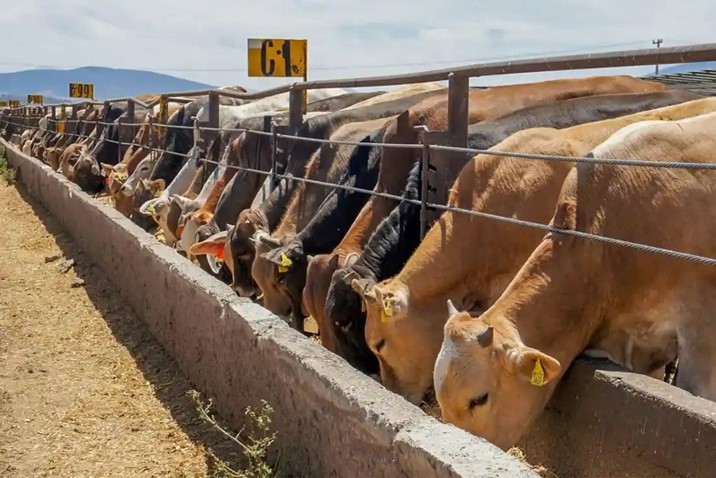 Baja precio del ganado en pie en Sinaloa pese a estabilidad de la carne de res