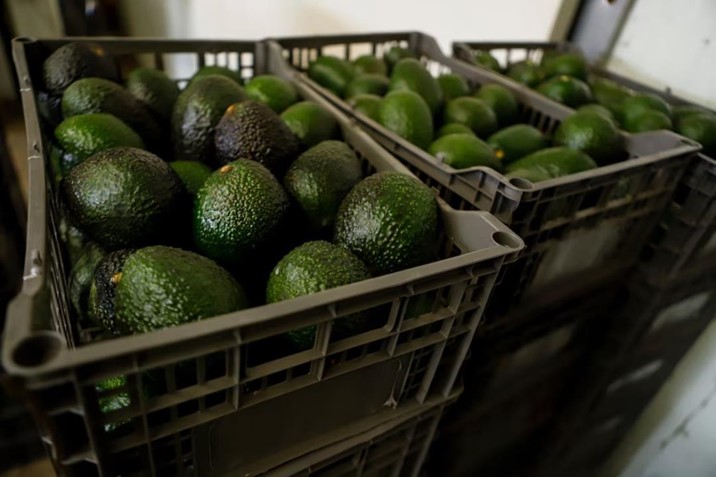 Aguacate ilegal quedará fuera de exportaciones mexicanas desde octubre