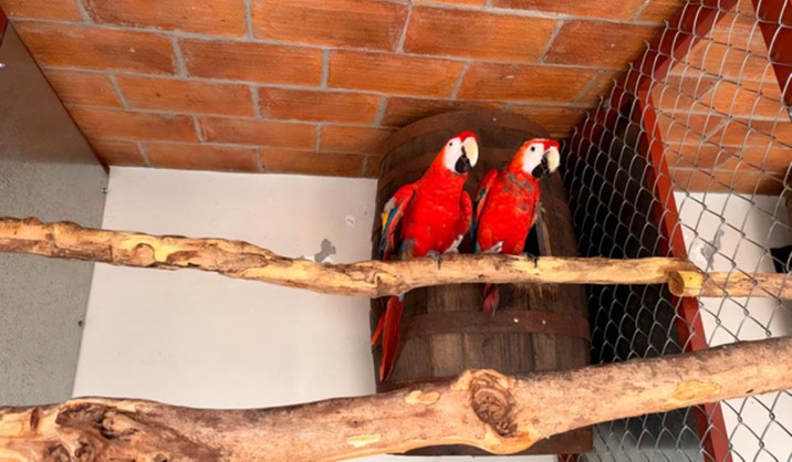 Asegura Profepa 252 aves en un domicilio de Mazatlán tras reporte de Sedena; algunas están protegidas