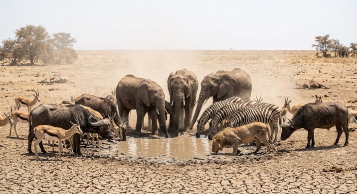 El cambio climático acelera riesgos de extinción para especies silvestres
