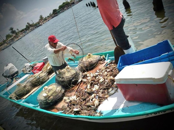 Este sábado, inicia la captura de la jaiba macho en Sinaloa