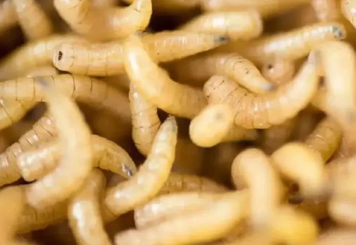  Plaga del barrenador golpea a 13 estados