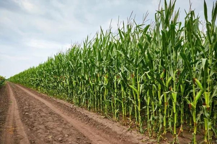 Continúa avance en el pago de los 750 pesos por tonelada a productores de maíz