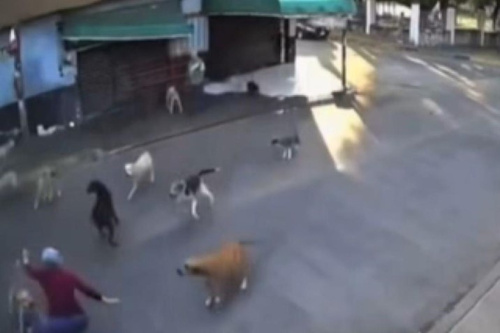 Jauría de perros ataca a abuelita en Cuautla, Morelos