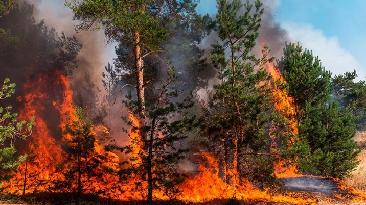  Incendios forestales han afectado a más de 30 mil hectáreas en Sinaloa este 2024
