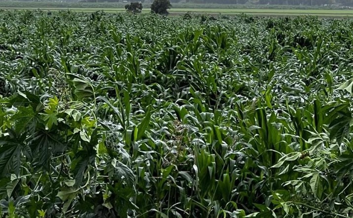  Lluvias invernales dañan cultivos de maíz en Sinaloa