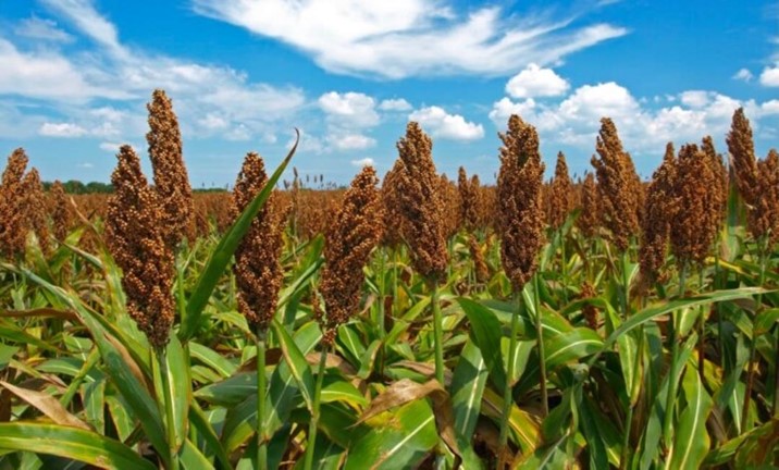  Sinaloa envía los primeros cincos contenedores de sorgo a China