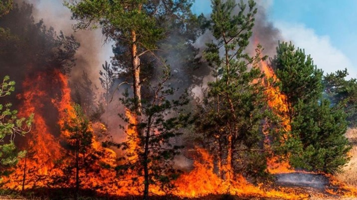 Sinaloa registra 9 incendios forestales este 2026; en el mismo periodo del 2025 iban 60: PC Estatal