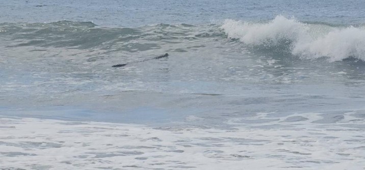 Cierran temporalmente Playa Cerritos en Mazatlán por avistamiento de cocodrilo