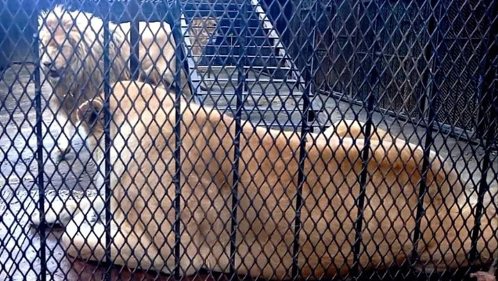 Mueren 10 leones en Tanzania: investigan posible envenenamiento