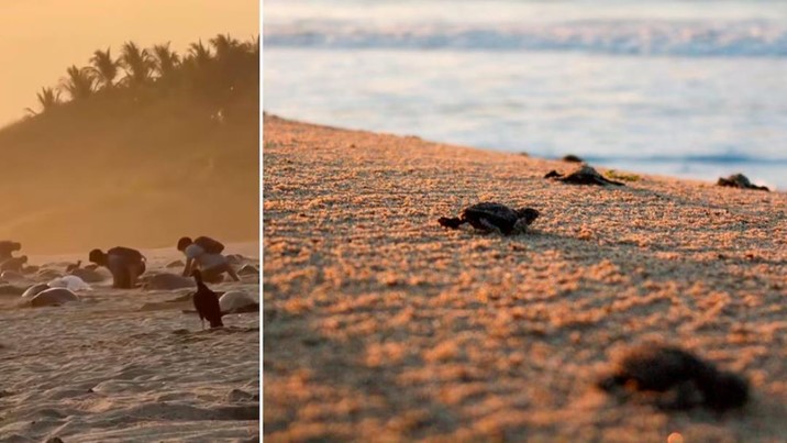 Exhiben a sujetos saqueando huevos de tortugas en playa de Oaxaca
