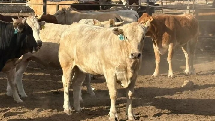 Autoridades de EU llegan a Durango ante posible reapertura ganadera 