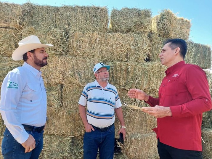 Destinan 8 millones de pesos en forraje para apoyar a ganaderos sinaloenses durante el estiaje
