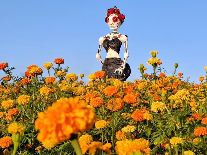 Surutato inaugura el primer campo de cempasúchil de Sinaloa