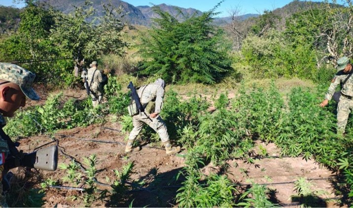 Localizan y destruyen plantío de marihuana en El Ranchito, Culiacán