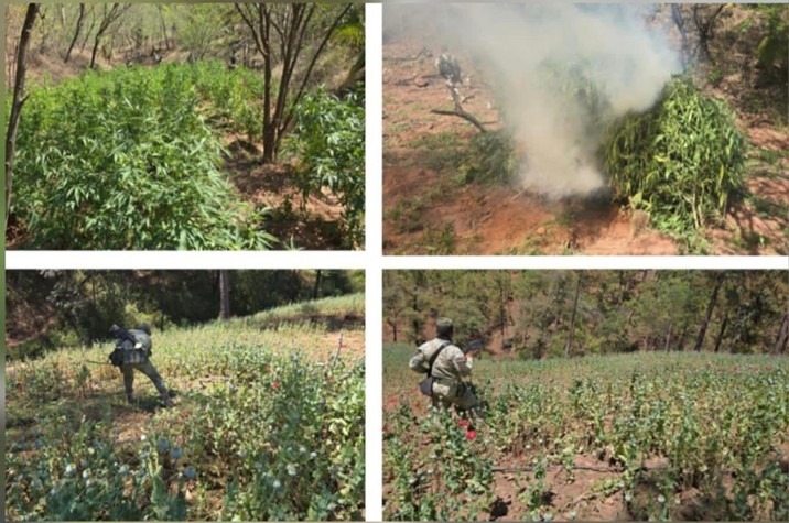 Localizan y destruyen 5 plantíos de marihuana y amapola en Badiraguato