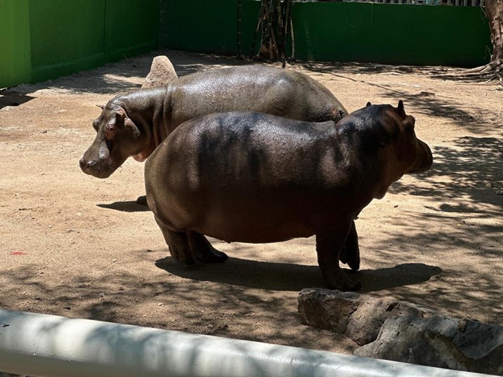  ¡Ya los bautizaron! Nombran “Gloria” y “Motomoto” a los nuevos hipopótamos del Zoo de Culiacán