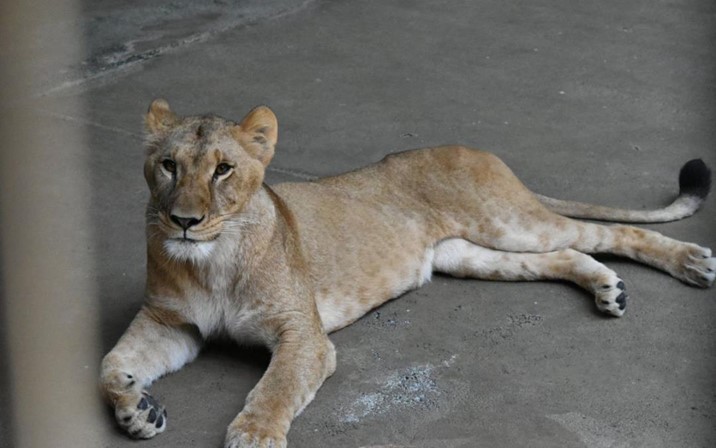 Calor histórico cobra la vida de tres leonas en zoológico de Japón