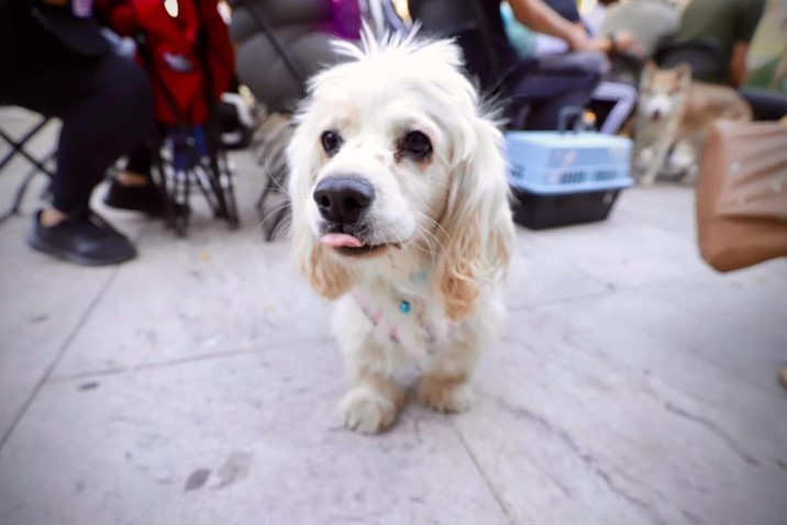 Campañas de esterilización buscan frenar abandono de perros y gatos