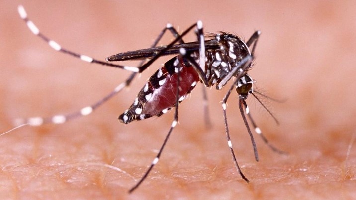 Suman casi 500 casos de dengue en Sinaloa
