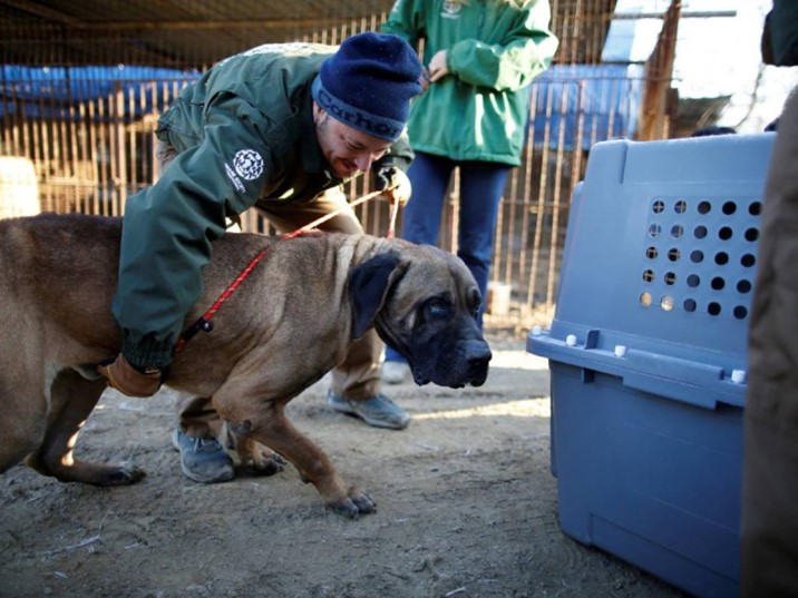Corea del Sur buscará prohibir la venta y consumo de carne de perro; así es cómo lo hará