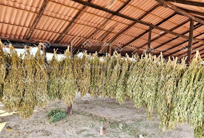 Localizan y destruyen secadero de marihuana en Elota