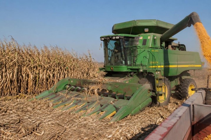 Calor golpea al campo sinaloense y desploma hasta 30% las cosechas